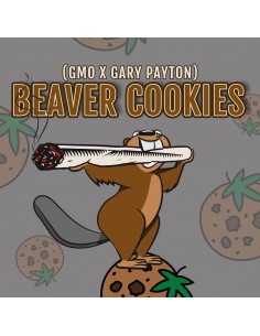 Beaver Cookies Elev8 Seeds