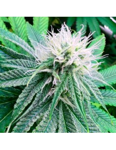 Banana Dessert R-kiem Seeds