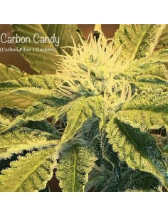 Carbon Candy Cannarado Genetics